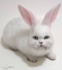 FuzzyDream